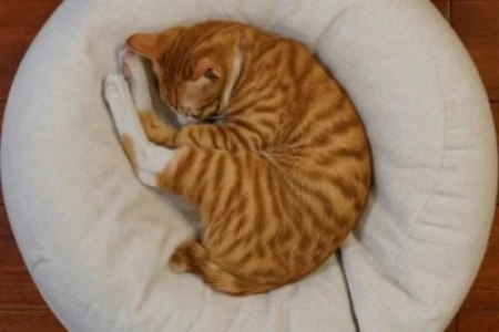 猫咪睡觉喜欢卷成团团的，你知道是为什么吗？