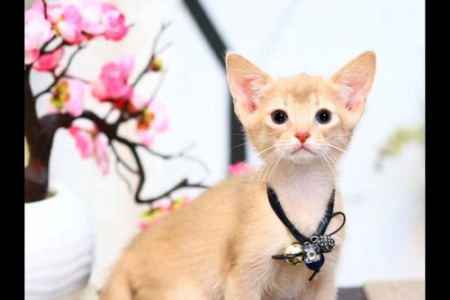 阿比猫受欢迎程度低？这背后的真相你了解吗？