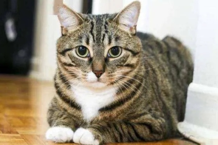 狸花猫的性格到底如何？粘人吗？好养吗？一篇告诉你答案！