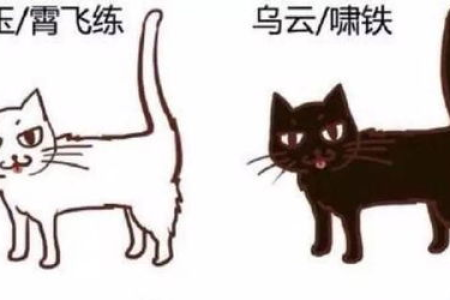 中华田园猫的21种花色，你最喜欢哪一种？