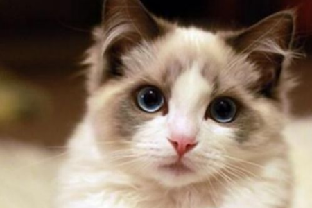 深入解读布偶猫眼睛蓝度：6级分级，助你挑选完美爱宠