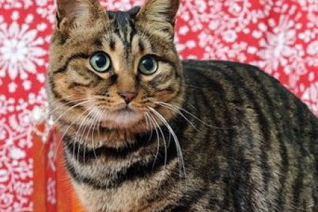 傻傻分不清？豹猫与狸花猫的6大区别，一看就懂