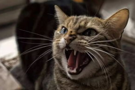 猫住的地方叫什么名字？猫窝、猫屋还是猫岛？