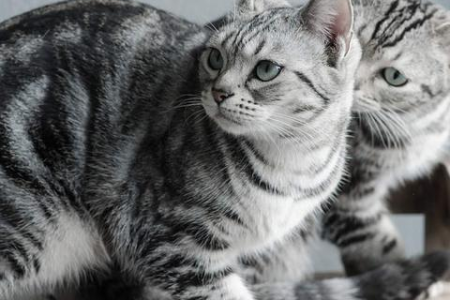 美国有哪些猫品种？盘点那些受欢迎的美国猫咪