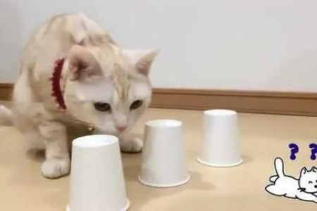 猫咪反应速度测试：它在动物界排第几？