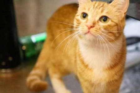 橘猫分几种颜色？四种橘猫花色大揭秘！