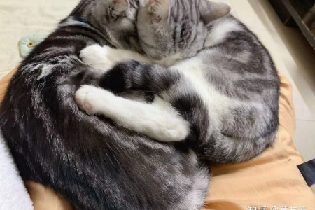 我的猫咪孤单吗？它希望有个伴侣一起玩耍吗？