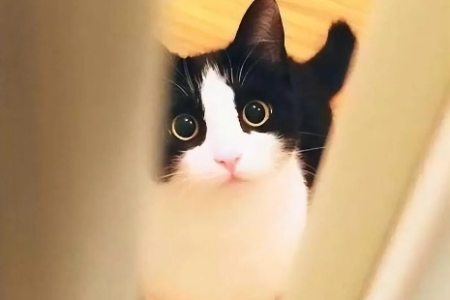 想养奶牛猫？先看看这些缺点！为什么很多人放弃饲养奶牛猫？