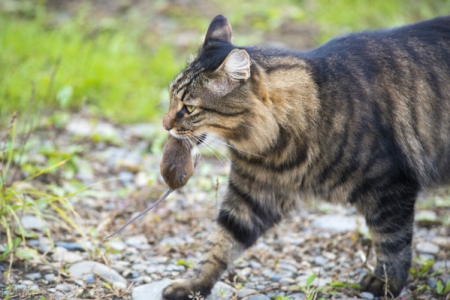 狸花猫真的天生会抓老鼠？带你了解它的捕猎本能