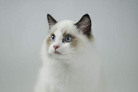 养布偶猫之前必看！布偶猫性格深度解析