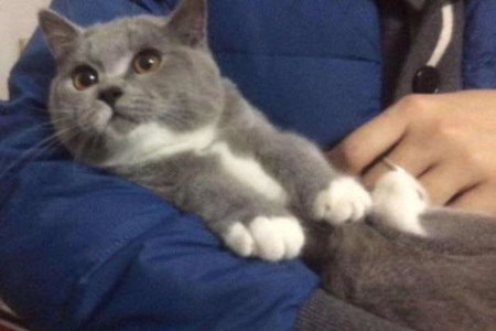 动画片汤姆猫的原型猫是什么品种？终于找到答案了！