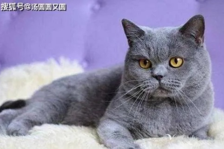 蓝猫发腮年龄几月？教你如何判断蓝猫是否发腮