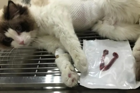 家养母猫必看：绝育的必要性及最佳时间