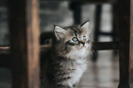 猫咪夜视能力有多强？揭秘猫咪黑夜视物原理