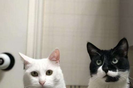 猫如何抓老鼠？带你了解猫的捕鼠全过程！