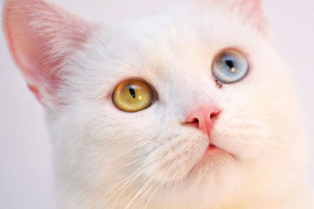 猫咪异瞳的秘密：基因、品种与健康的关系