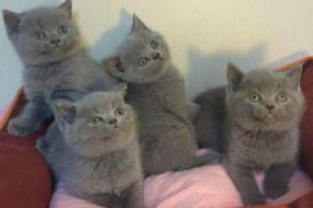 想知道蓝猫是公是母？这些特征告诉你