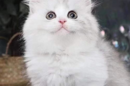 想买拿破仑猫？先学会看品相，避免上当