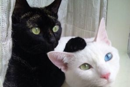 意外剪掉猫咪一半胡子，它会失去平衡吗？
