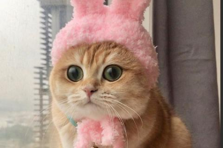 金渐层是美短还是英短？揭秘金渐层猫咪的真实身份