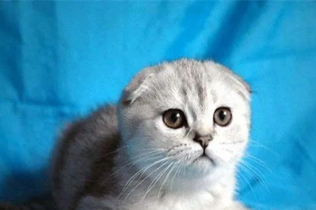 折耳蓝猫遗传病大揭秘：如何选择健康的猫咪？