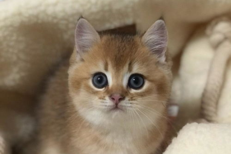 银渐层和金渐层配对生出什么样的小猫？