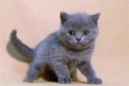蓝猫与蓝白猫：为何购买数量差距这么大？