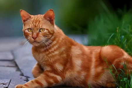 给橘猫取个吉利又好听的名字，让猫咪更招人喜爱