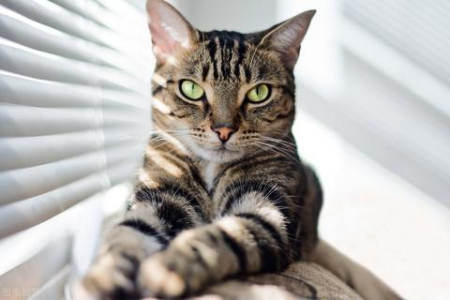 家里不适合养狸花猫？这几个缺点劝退很多人！