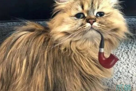 想知道鳌拜猫是什么品种？这里有详细解答！