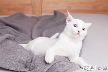 全身纯白色猫咪有哪些品种？不同品种纯白猫特征对比