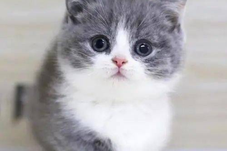 白猫蓝眼睛的猫是什么品种？超详细品种识别指南！