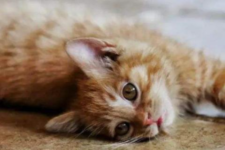 猫猫的寿命有多长？影响猫咪寿命的因素有哪些？