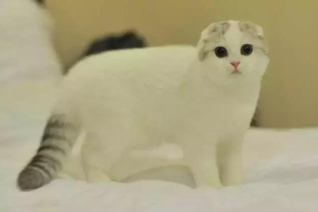 想养折耳猫？先了解它的疾病风险！折耳猫一生不发病的可能性有多大？