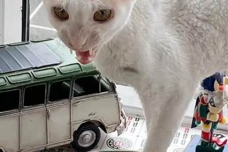 猫咪有9条命的真相是什么？揭秘猫超强生命力的秘密！
