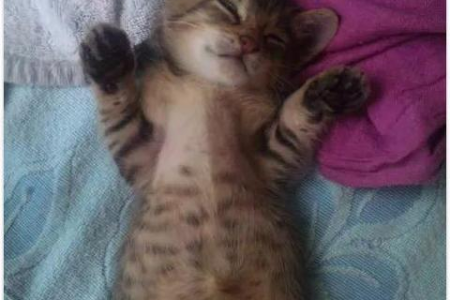 猫会做梦吗？揭秘猫咪睡眠中的秘密世界