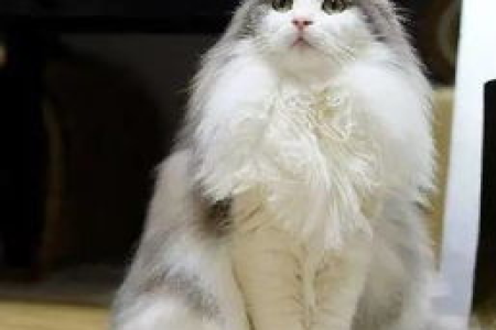 颜值爆表！最受欢迎的十大长毛猫品种推荐