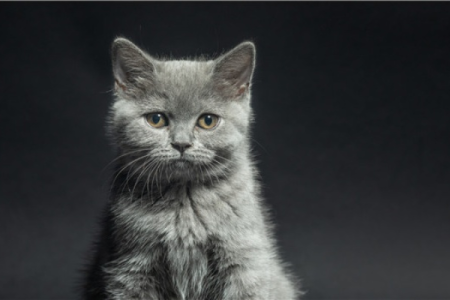 全身灰色猫咪是什么品种？蓝猫和其他灰猫的区别