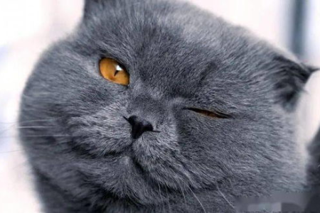 想知道你家猫咪的实际年龄？宠物猫年龄计算方法大全