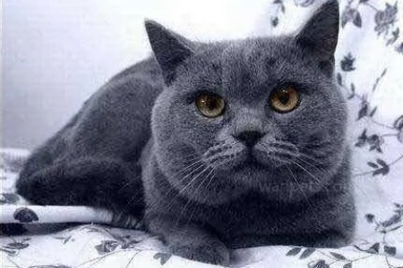 挑选蓝猫看什么？蓝猫品相好坏的几个关键特征