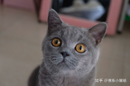 英短蓝猫脸尖问题：血统纯度与发腮的关系