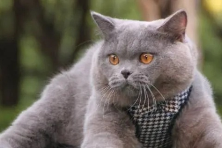 你的小蓝猫会抓老鼠吗？宠物猫的捕猎能力分析