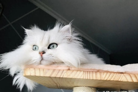 养金吉拉猫的弊端及解决方法，看完再决定！