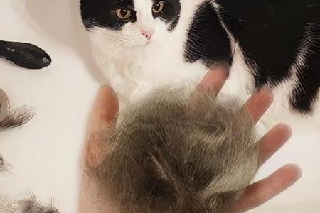 养英短猫，掉毛问题让你头疼？快速了解英短掉毛的秘密