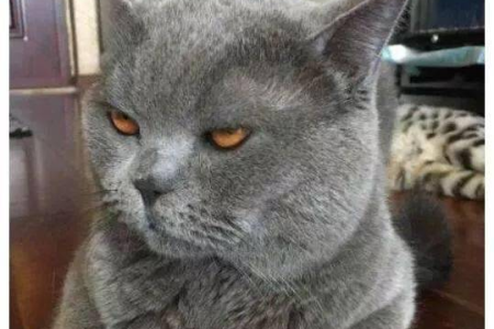 蓝猫换主人后多久才认主？影响因素有哪些？