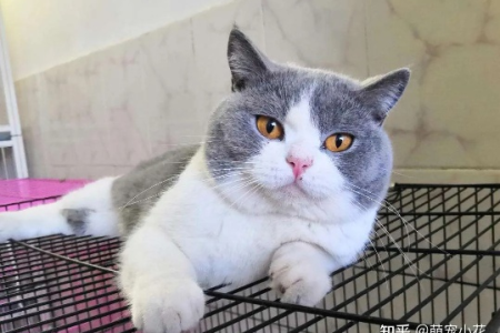 我的英短猫很瘦，如何判断是品相问题还是其他原因？