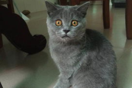 蓝猫性格特点分析：适合你的家庭宠物吗？