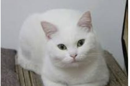 英国短毛猫乳白：外貌特征和性格特点详解