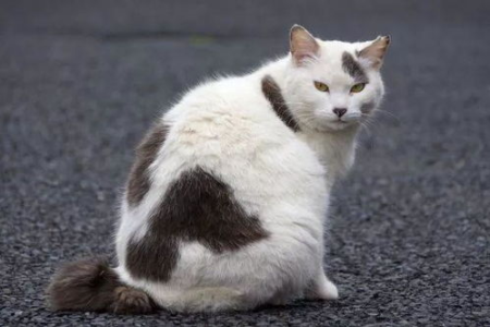 蓝猫丁香色是怎么回事？猫咪毛色遗传的秘密