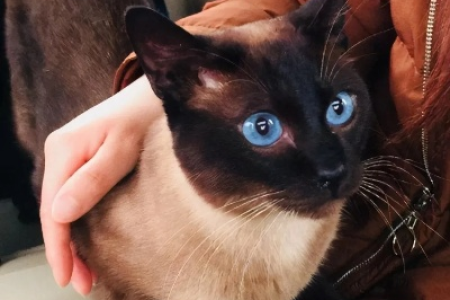 你家暹罗猫只认你一个主人吗？深度解析暹罗猫认主行为